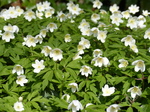 FZ004249 Wood anemone (Anemone nemorosa)flowers on bank.jpg